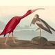 An illustration of a scarlet ibis bird