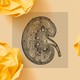 An illustration of a kidney