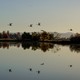 Migrating tundra swans fly over a flooded rice field in Marysville, California.