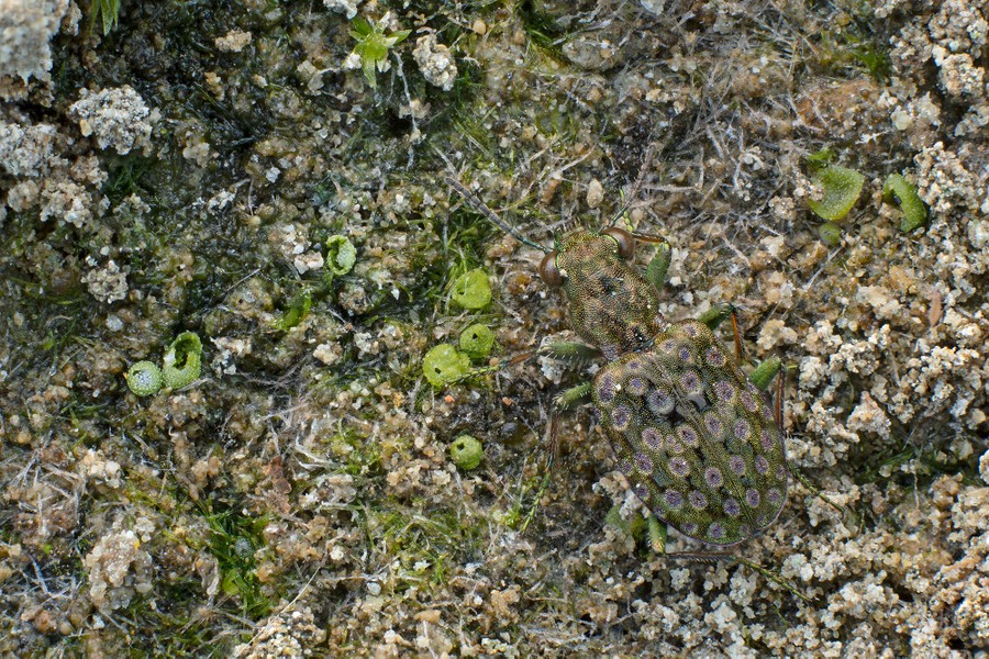 A beetle is very well camouflaged, seen against a patch of moss.