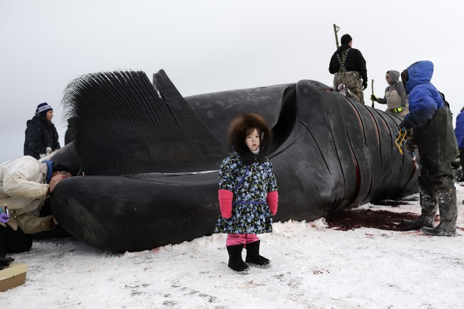 inuit hunting whale