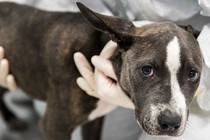 A sad big eyed dog infected with parvovirus