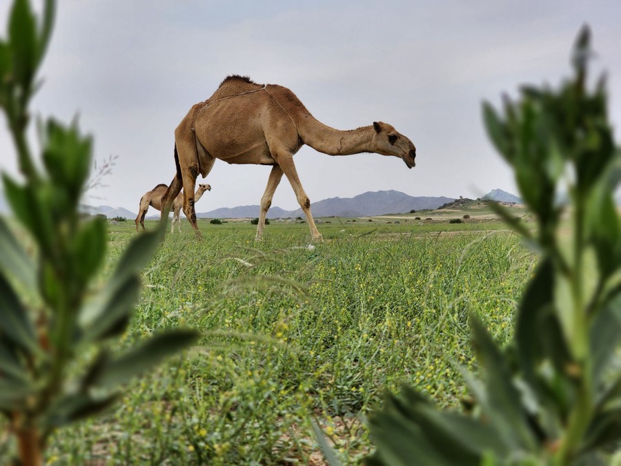 Two camels graze in a field of grass.