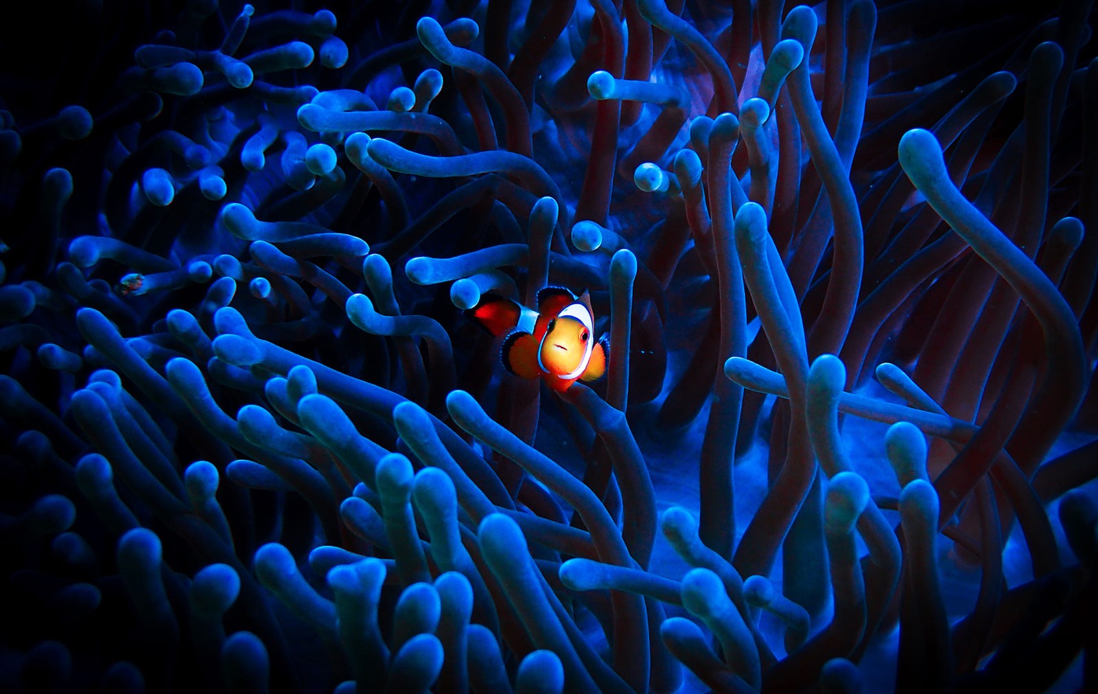 A clownfish swims in a sea anemone.