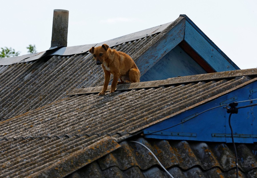 A dog sits on a roof.