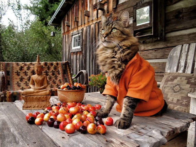 un Maine coon dans une chemise orange, regardant au loin avec des cerises devant lui