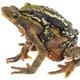 a male harlequin toad clasping a female toad from behind