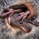 A young wallaby tries to snuggle into its mother’s pouch.