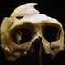 A Neanderthal skull on display at Krapina, Croatia.