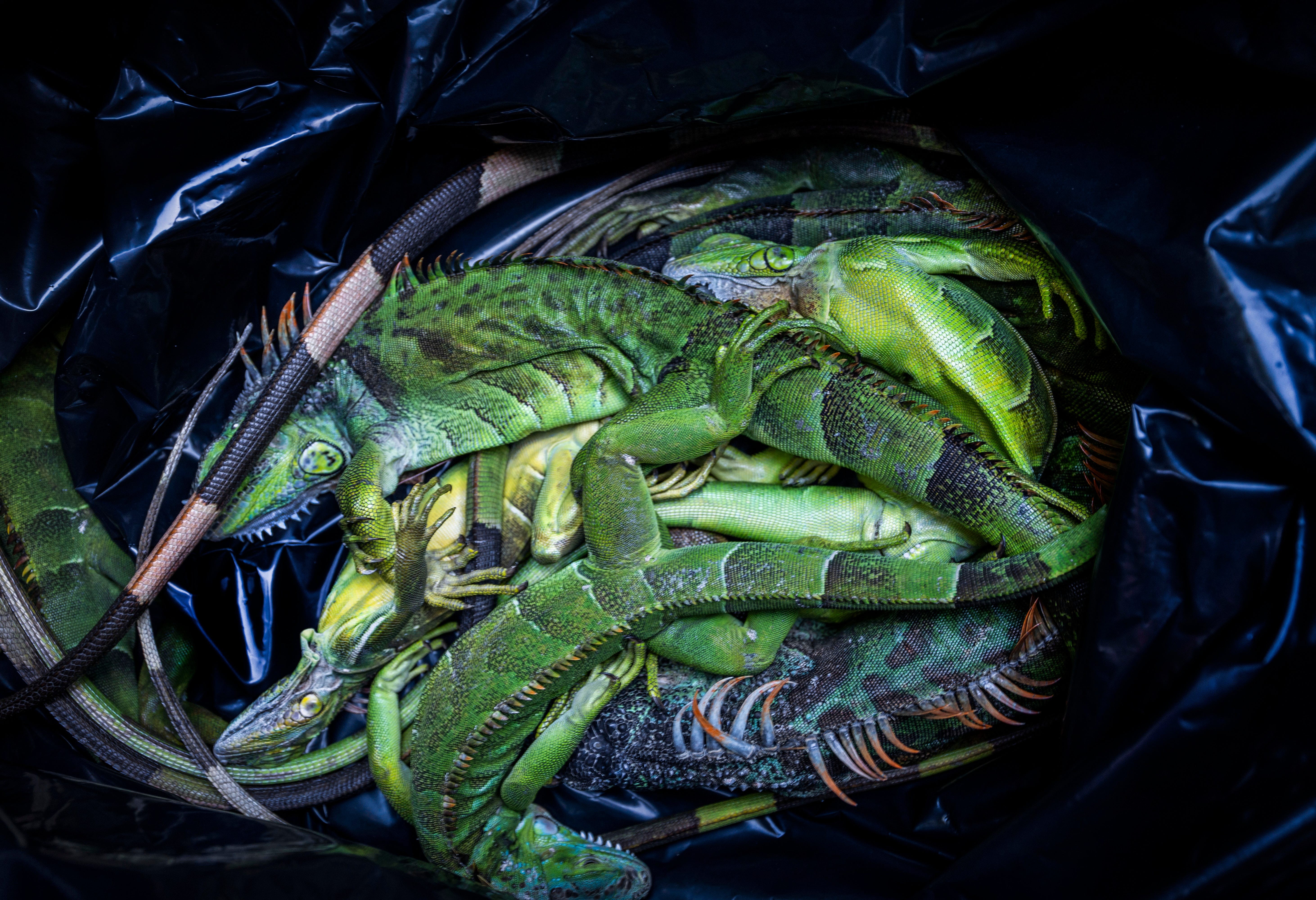 Several stunned and dead iguanas in a bag