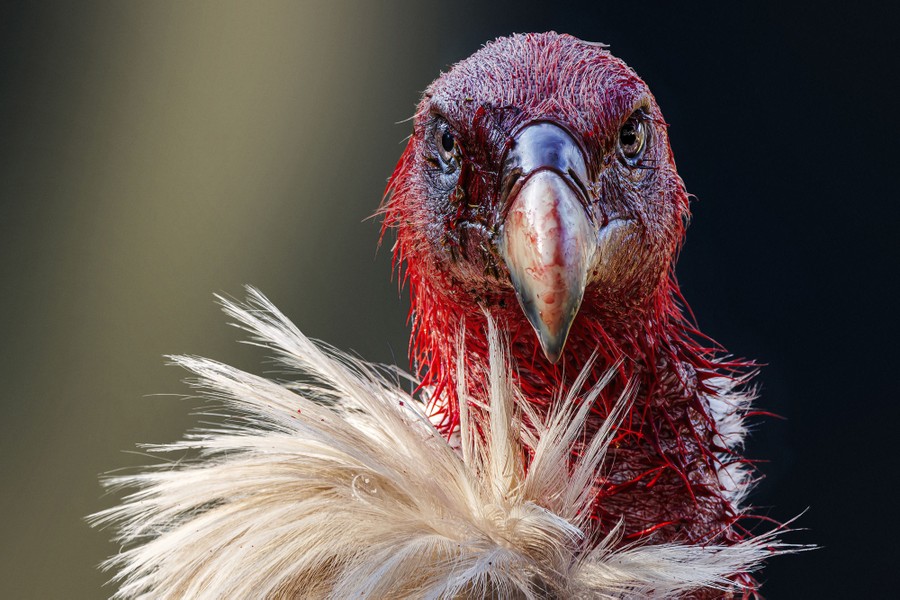 A close view of a vulture, the feathers of its head covered in blood.