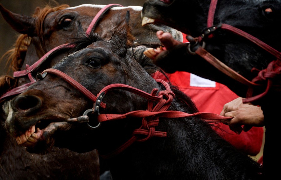 Several horses react, tangled up during a game.