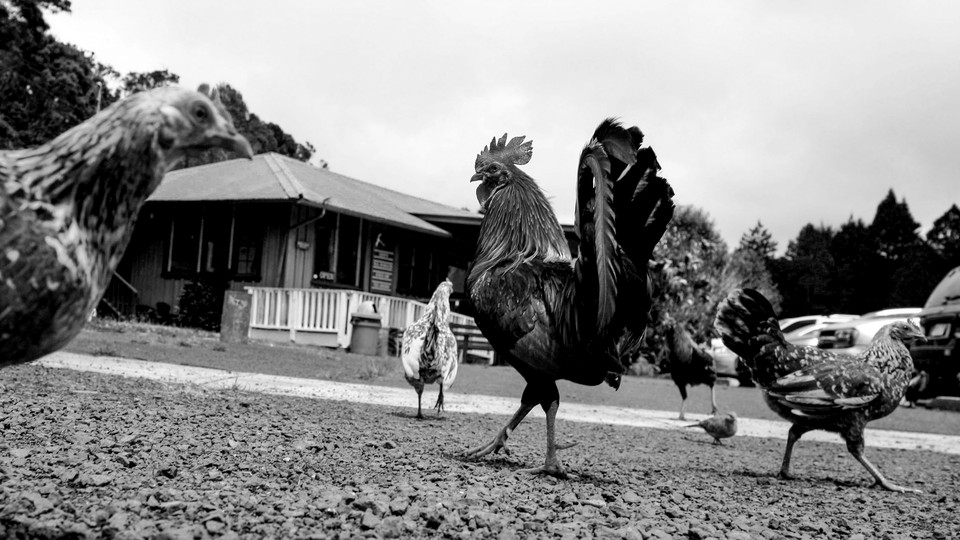 feral chickens in Hawaii