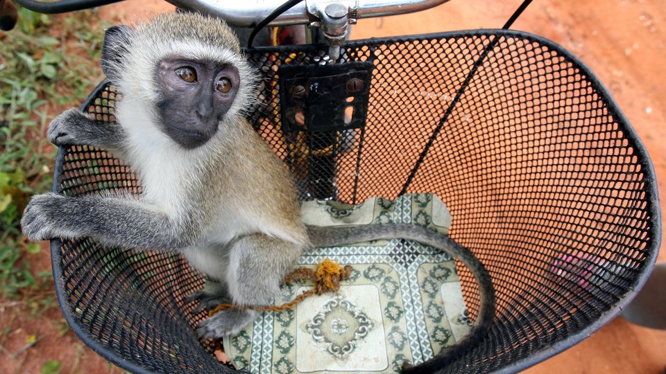 A Natural Disaster Made Monkeys Age Faster