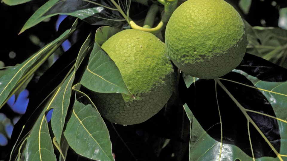 Two yellow-green breadfruits on a branch with large leaves in the sun