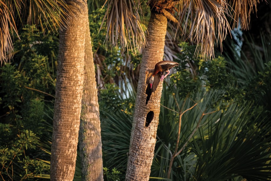 A black­-bellied whistling­-duck peers into the trunk of a hollowed-out palm tree.
