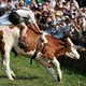 A man in traditional Bavarian costume rides on the back of a cow in front of a crowd.