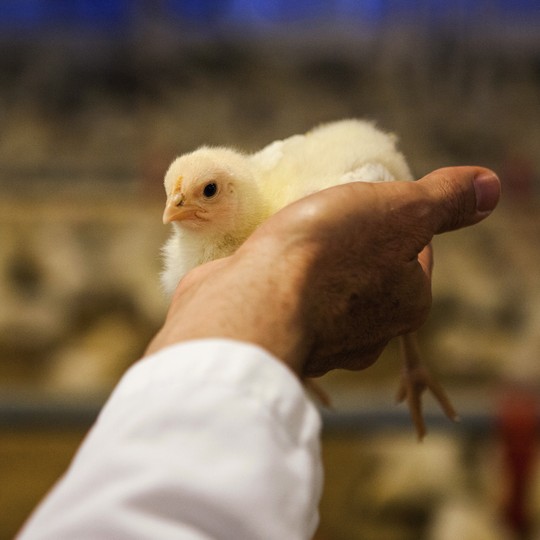 What S Replacing Antibiotics On Chicken Farms The Atlantic