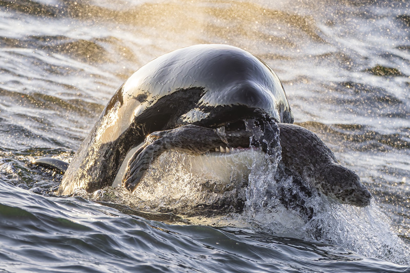 An orca breaches the water's surface, holding a seal in its mouth.