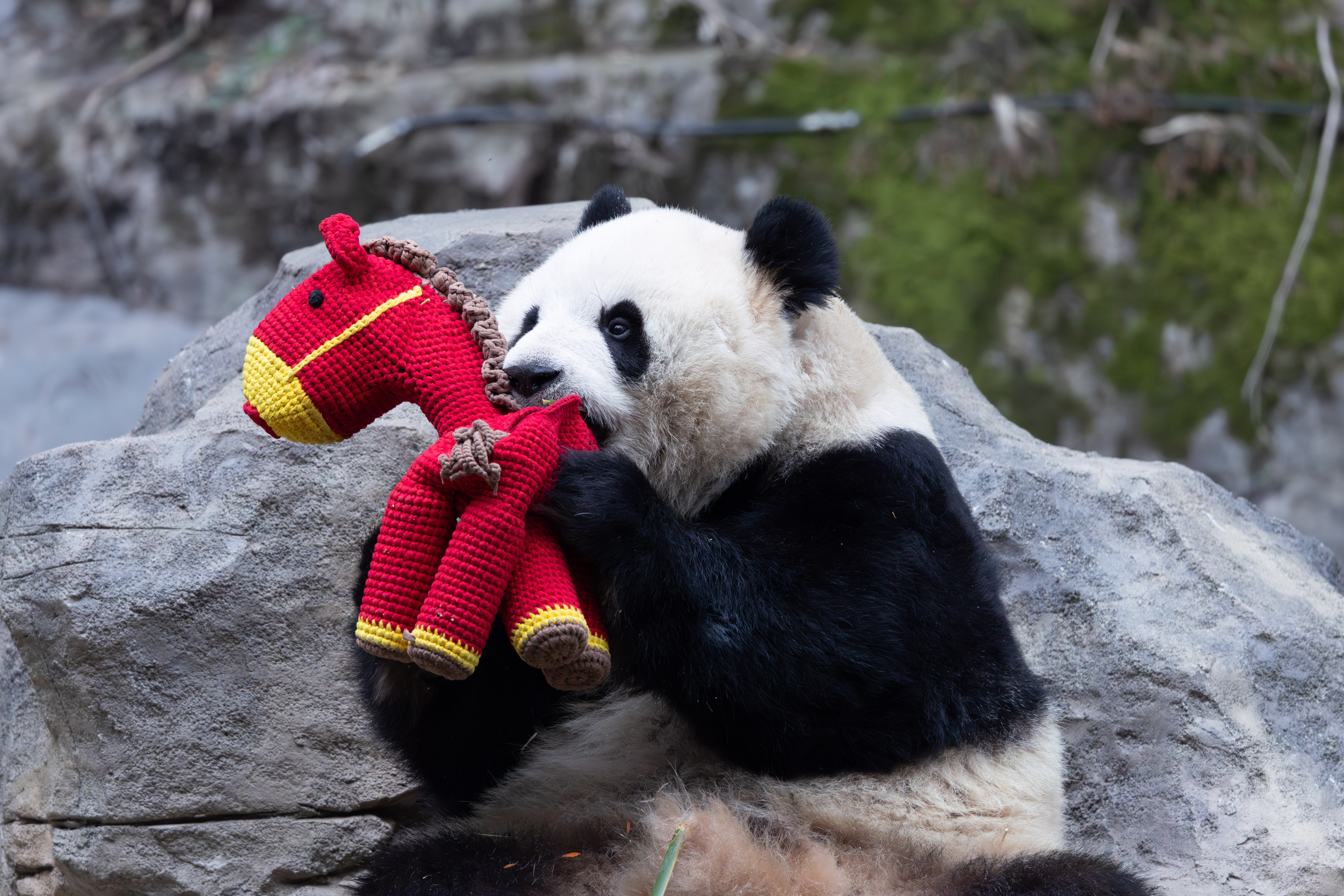 A panda plays with a horse-shaped toy.