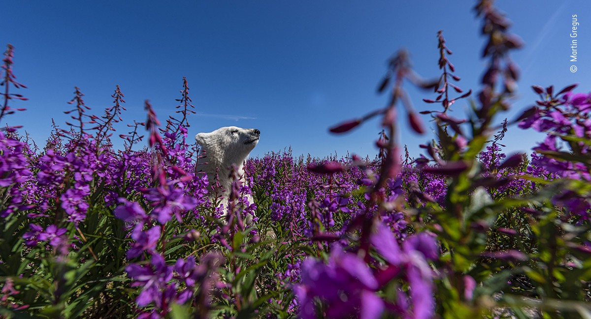A young polar bear pokes its head up above a field of purple flowers.