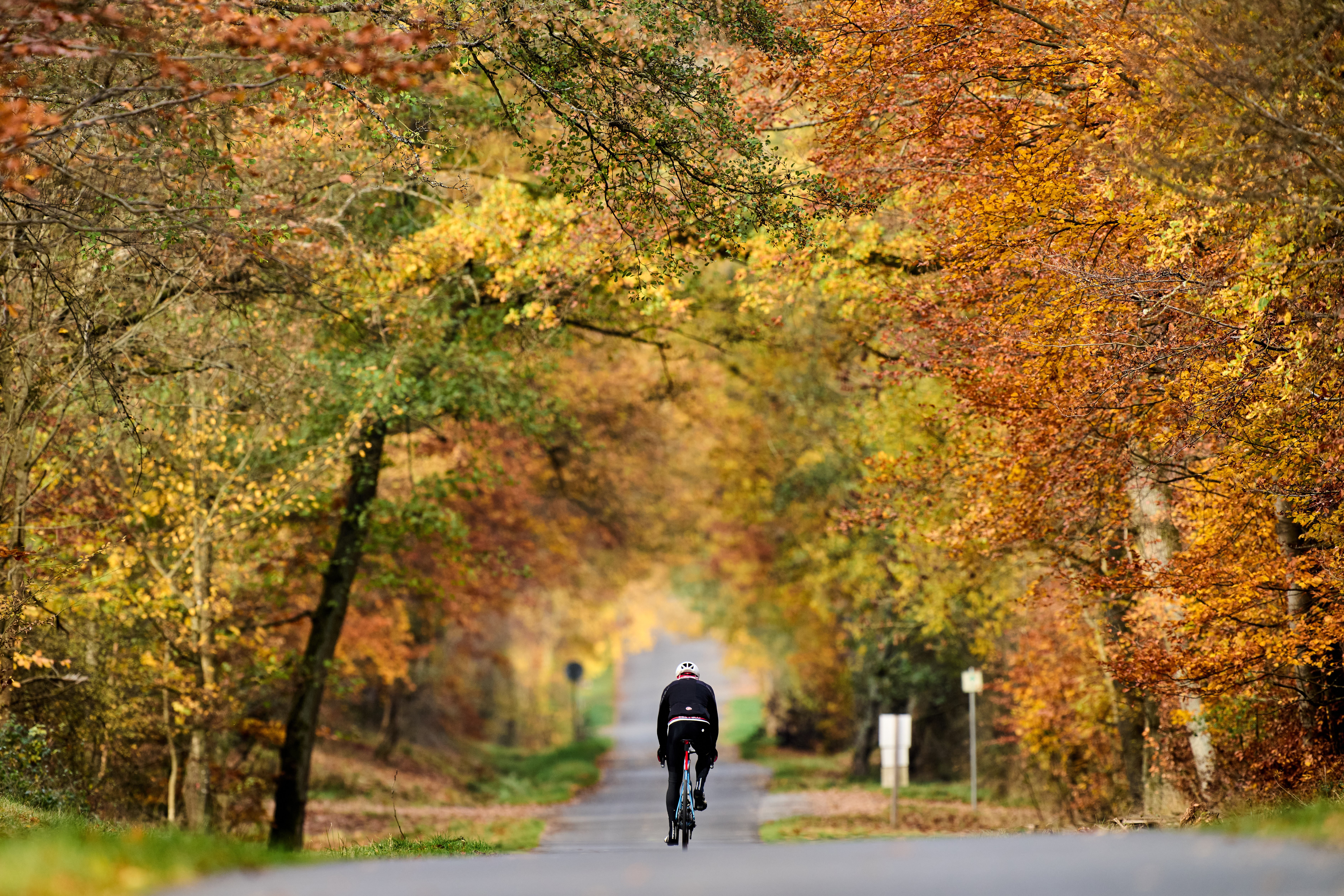 A man rides his bike past autumn-colored trees.