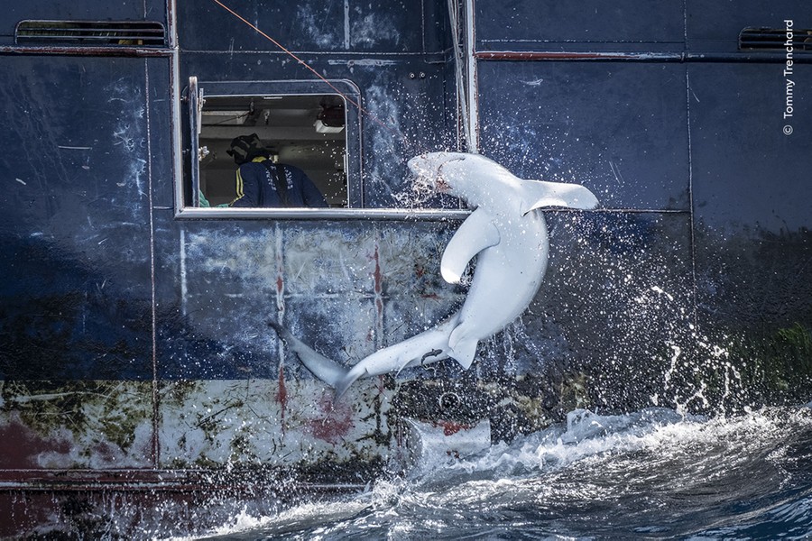 A shark thrashes while being pulled from the water on a line, beside a ship.