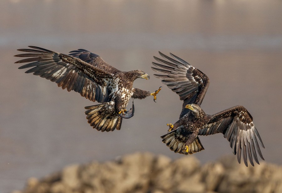 Two eagles fight in midair over a fish.