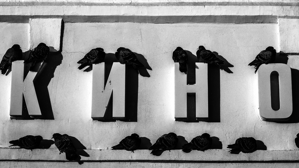 Pigeons sit on signs at a cinema in Russia
