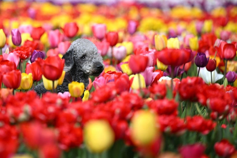 A dog romps among colorful tulips.