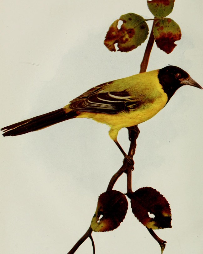 a yellow finch on a branch