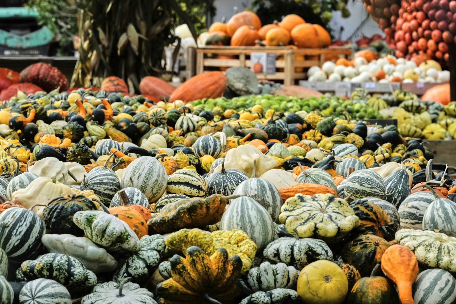 A large pile of many gourds and pumpkins.