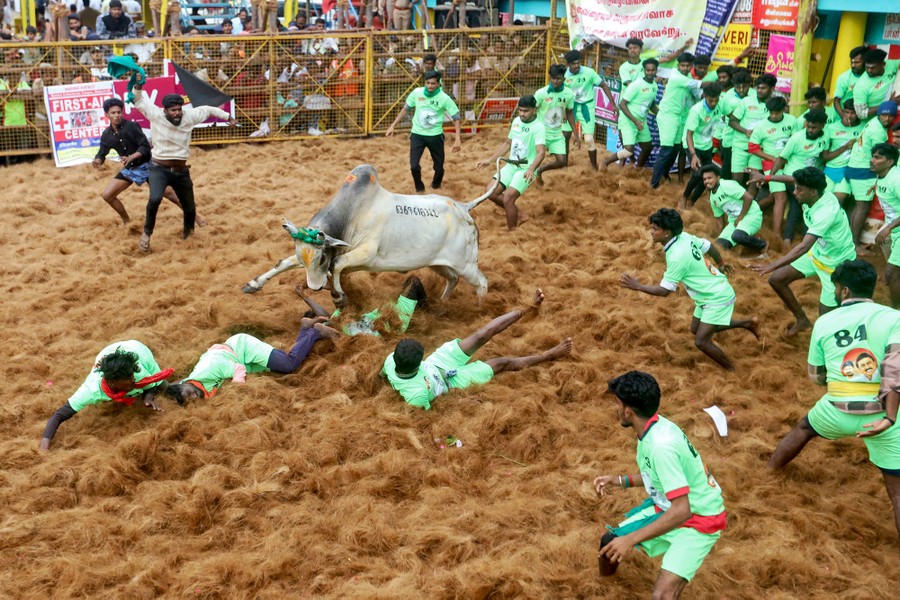 A crowd of people inside an arena run from, and are knocked down by, a bull.
