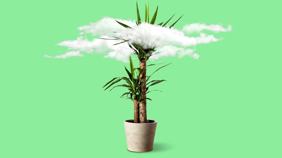 A ficus tree sits against a plain background, with a dirty-looking cloud in its leaves.