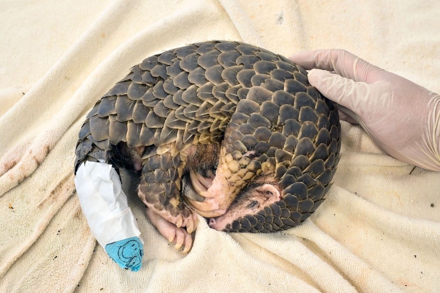 A young pangolin with a bandaged tail rests on a blanket.