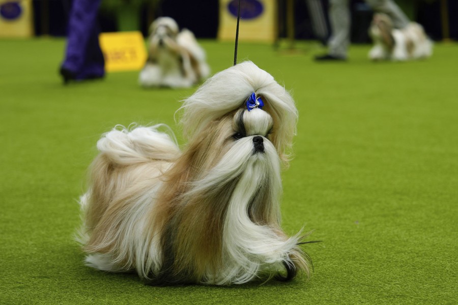 A small dog with very long hair walks on an artificial grass surface in an arena.