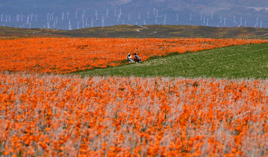 People sit in a broad field of orange flowers.