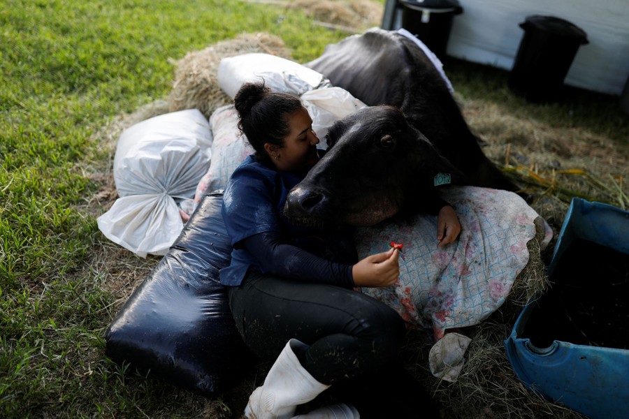 A woman sits beside hay bales, with a buffalo lying down beside her, leaning its head on her.
