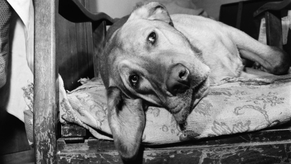 A black-and-white photo of a dog lying sideways on a bed, looking sad