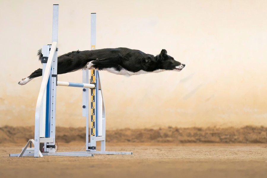 The dog leaps over an obstacle, stretching out flat in the air.