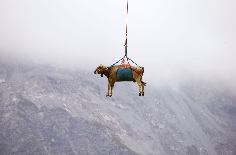 A cow is suspended in the air in a sling, with mountains visible in the background.
