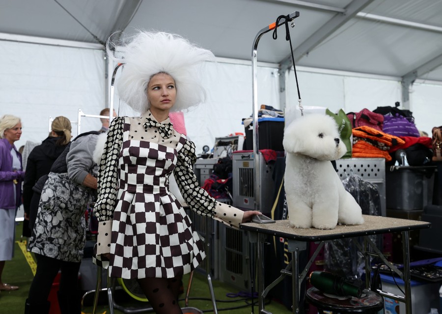 A woman with a large white wig stands beside a white dog on a grooming table.