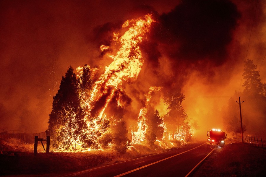 Huge flames roar above burning roadside trees.