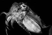 a common cuttlefish