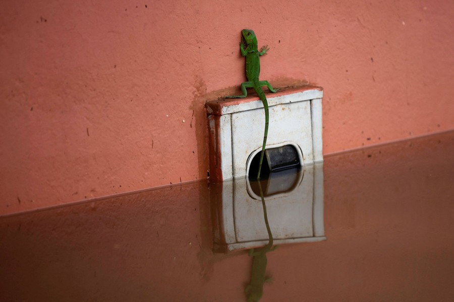 A small lizard stands precariously on a ledge just above rising floodwater.