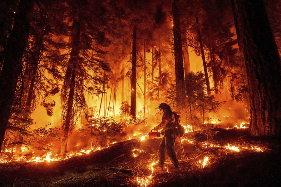 A firefighter drips flaming fuel on a forest floor, surrounded by burning trees and undergrowth.