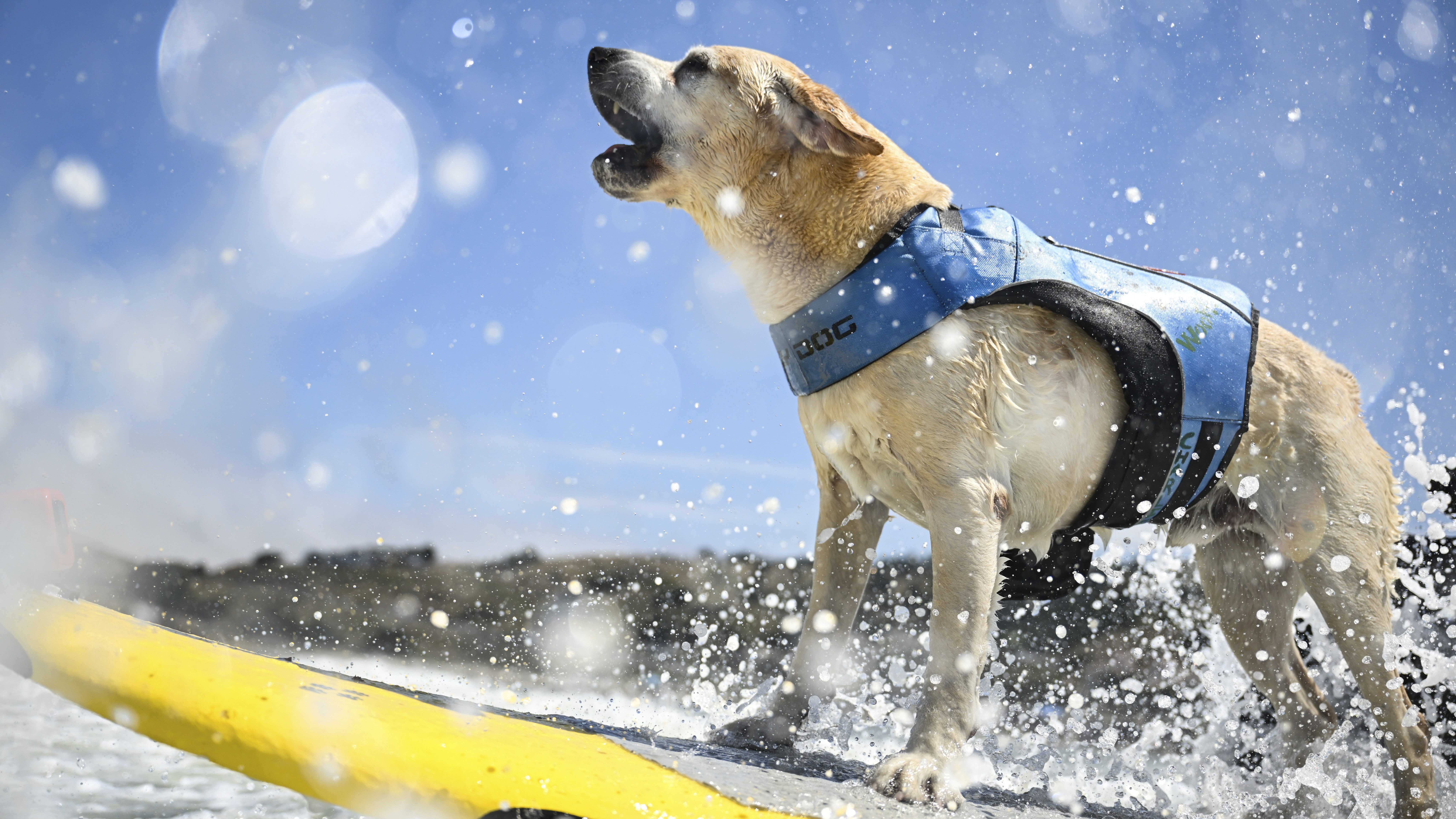 Photos: The Dogs That Surf