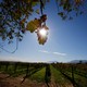 The sun shining over a vineyard