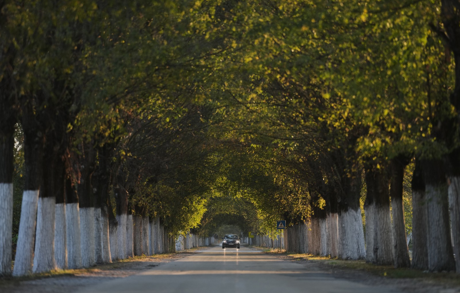 A car passes through a tree-lined street.