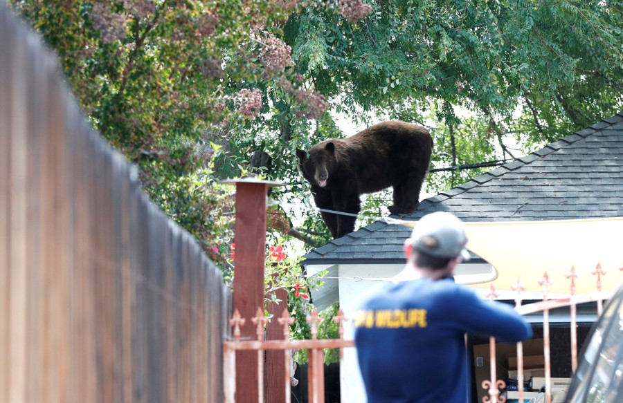 A person aims a tranquilizer gun at a bear standing on a roof.